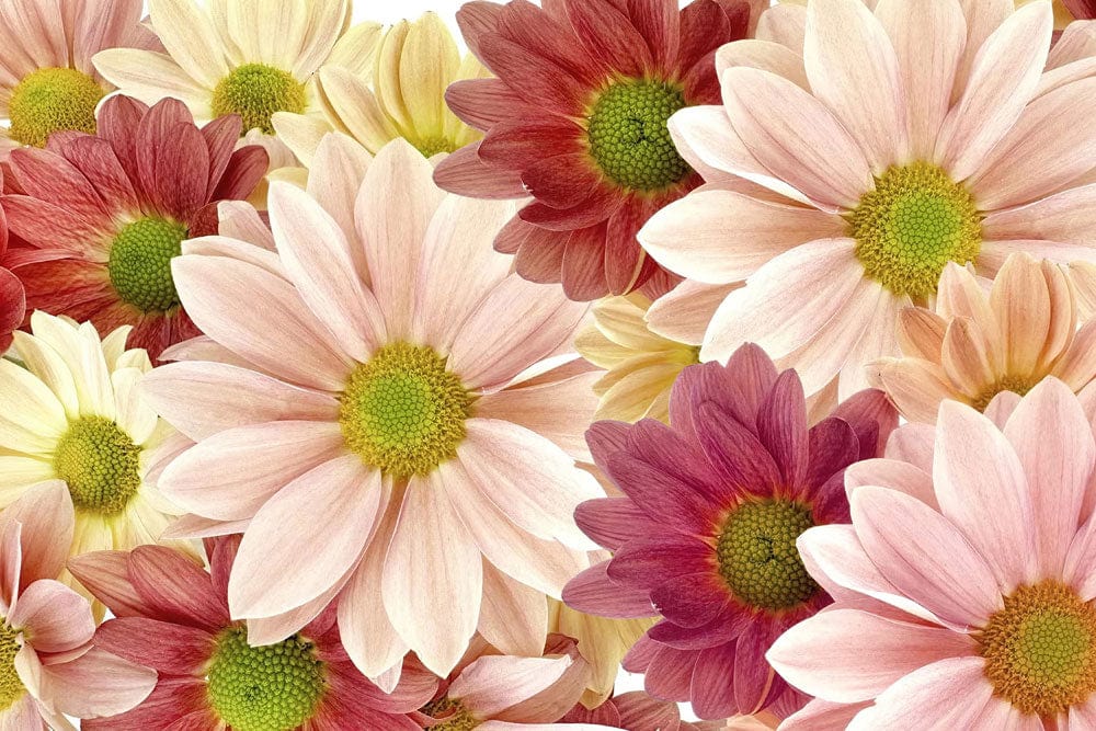 Charming Retro Floral Delight Mural Wallpaper in Soft Pastel Hues