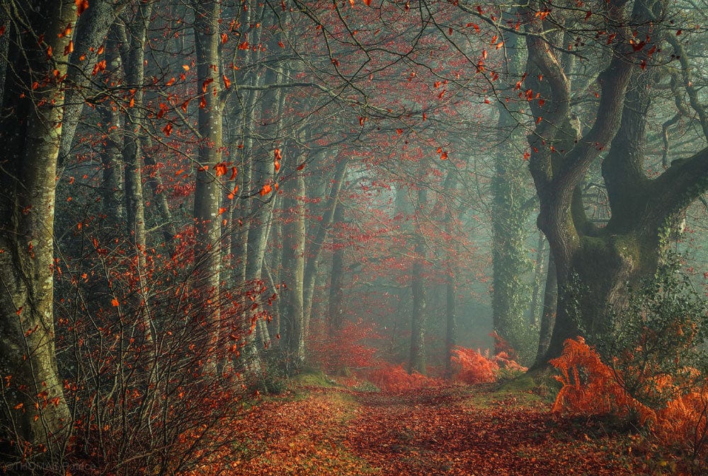 Enchanting Autumn Forest Path Mural Wallpaper in Rich Earthy Tones