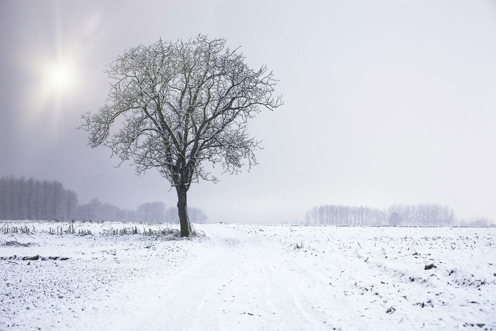 Winter Solitude Mural Wallpaper: Serene Snowy Landscape with Bare Tree.