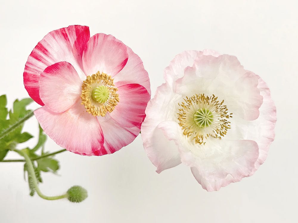 Romantic Pink and White Floral Blossom Nature-Inspired Mural Wallpaper Design