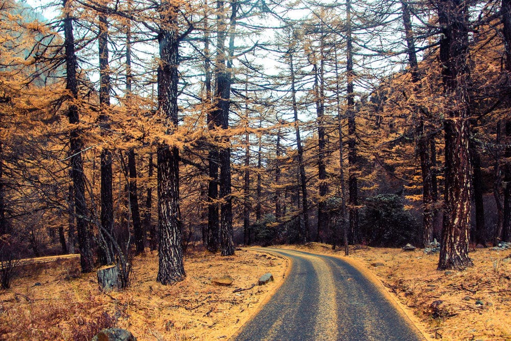 Autumn Forest Path Wallpaper - Rustic Nature Scenery with Golden Hues