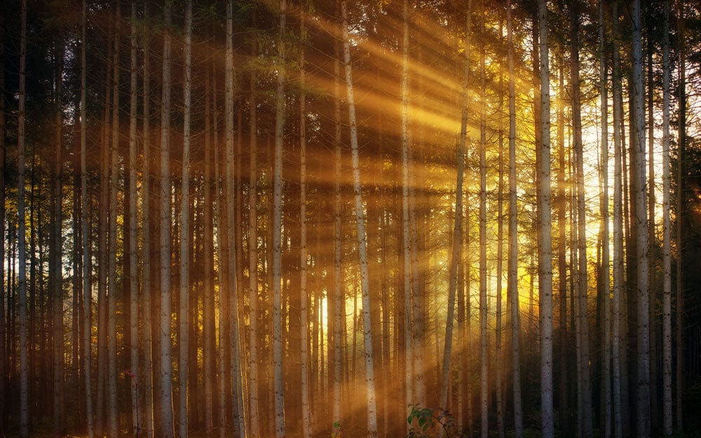 Sunlit Forest Serenity Mural Wallpaper - Warm Autumn Glow Design