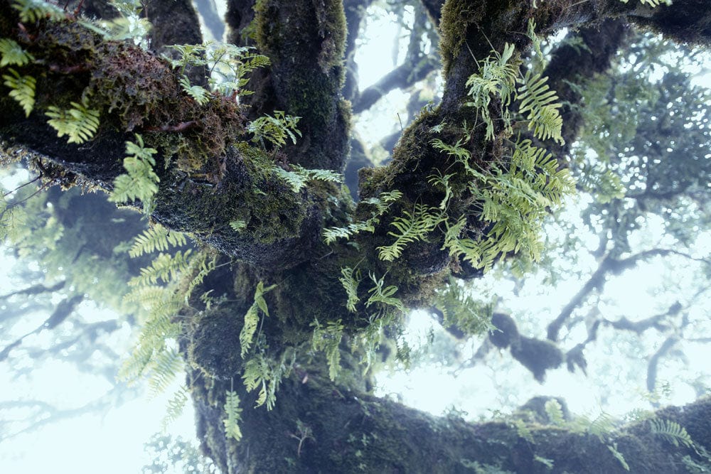 Botanical Forest Canopy Mural Wallpaper in Lush Green and Misty Blue