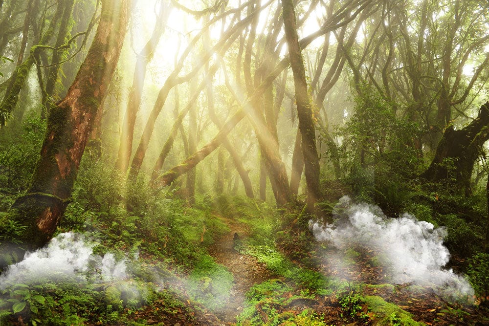 Enchanting Misty Woodland Forest Mural Wallpaper with Sunlit Greenery Magic