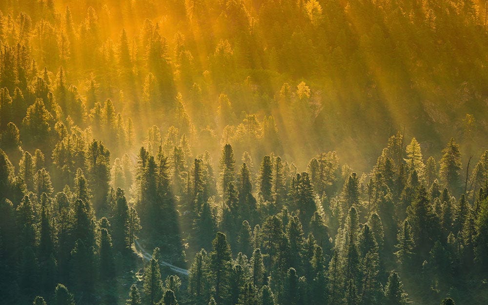 Golden Forest Sunrise Mural Wallpaper with Sunlight Rays in Greenery