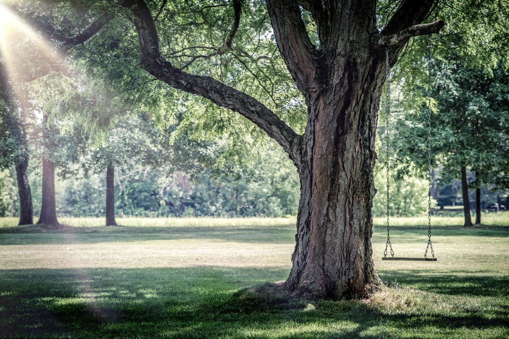 Serene Summer Parkland Mural Wallpaper with Swing and Sunlit Trees