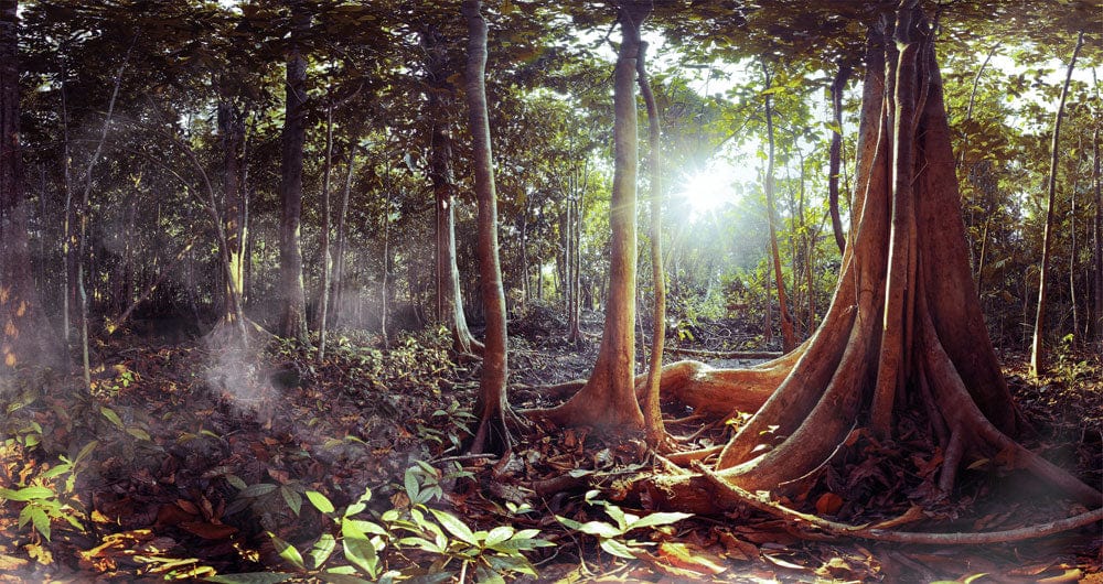 Enchanting Sunlit Forest Scene Mural Wallpaper - Lush Green Nature Design