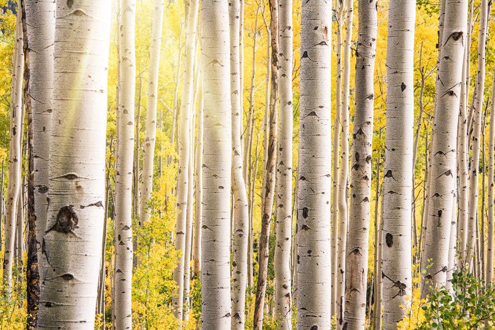 Golden Autumn Birch Forest Mural Wallpaper - Nature Inspired Tranquil Decor
