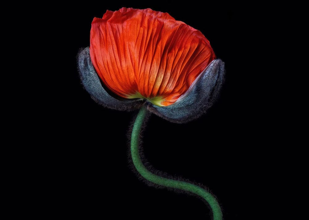 Elegant Red Poppy Floral Black Background Wall Mural Wallpaper Art