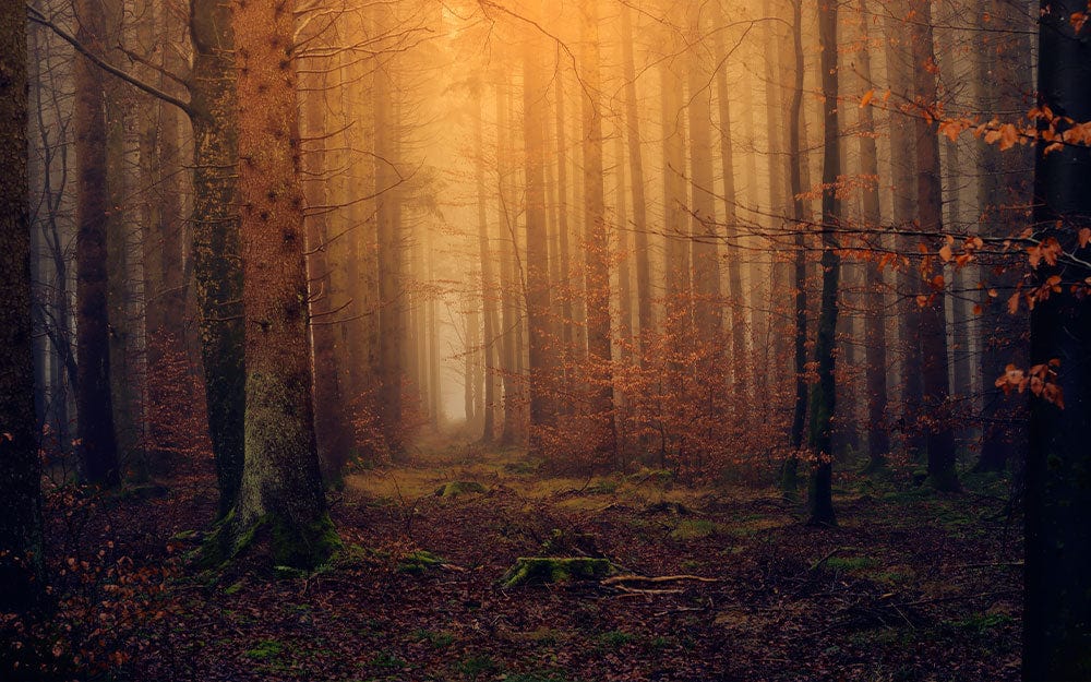 Dark Autumn Forest Wallpaper Mural