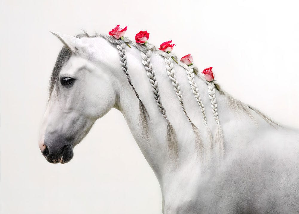 Elegant White Horse with Braided Mane Mural Wallpaper in Pastel Shades