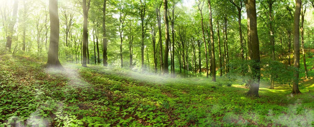 Tranquil Forest Green Mural Wallpaper with Sunlit Woodland Scene