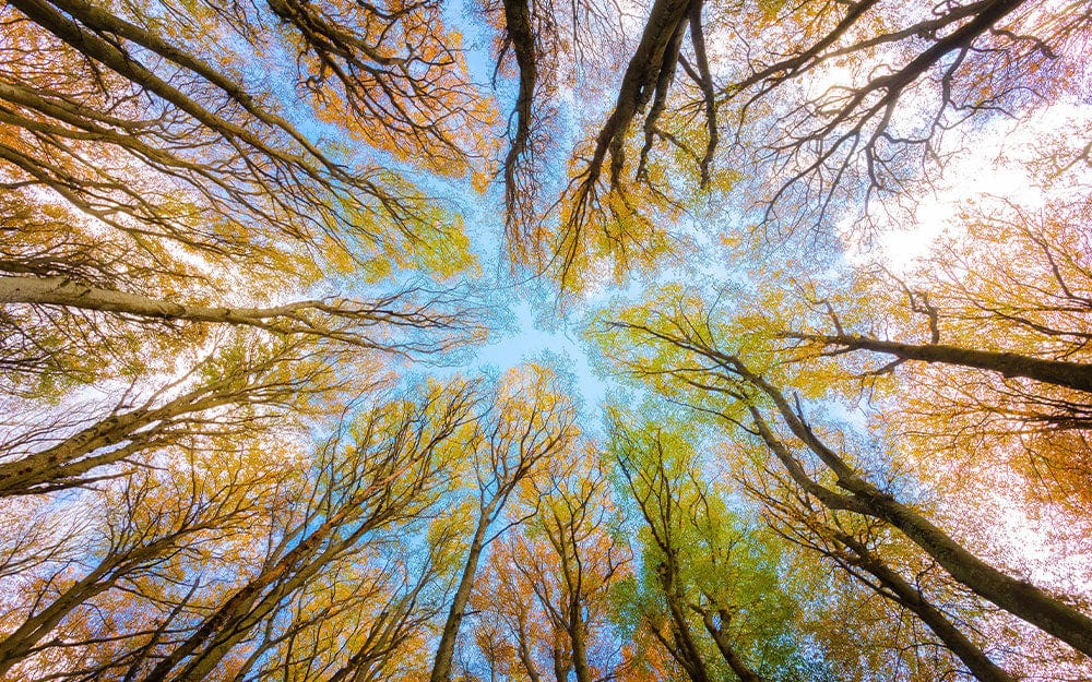 Forest Through Sky Wallpaper Mural