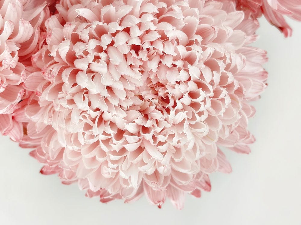 Elegant Blossom Bliss: Soft Pink Floral Chrysanthemum Wallpaper Mural Design.
