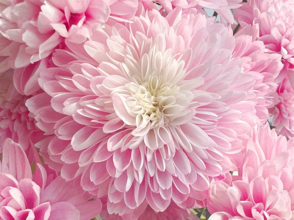 Blush Pink Chrysanthemum Flower Pattern Wallpaper Mural - Elegant Floral Design