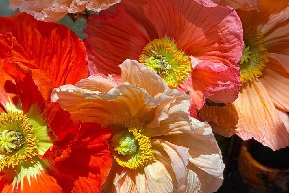 Bright Poppy Wallpaper Mural