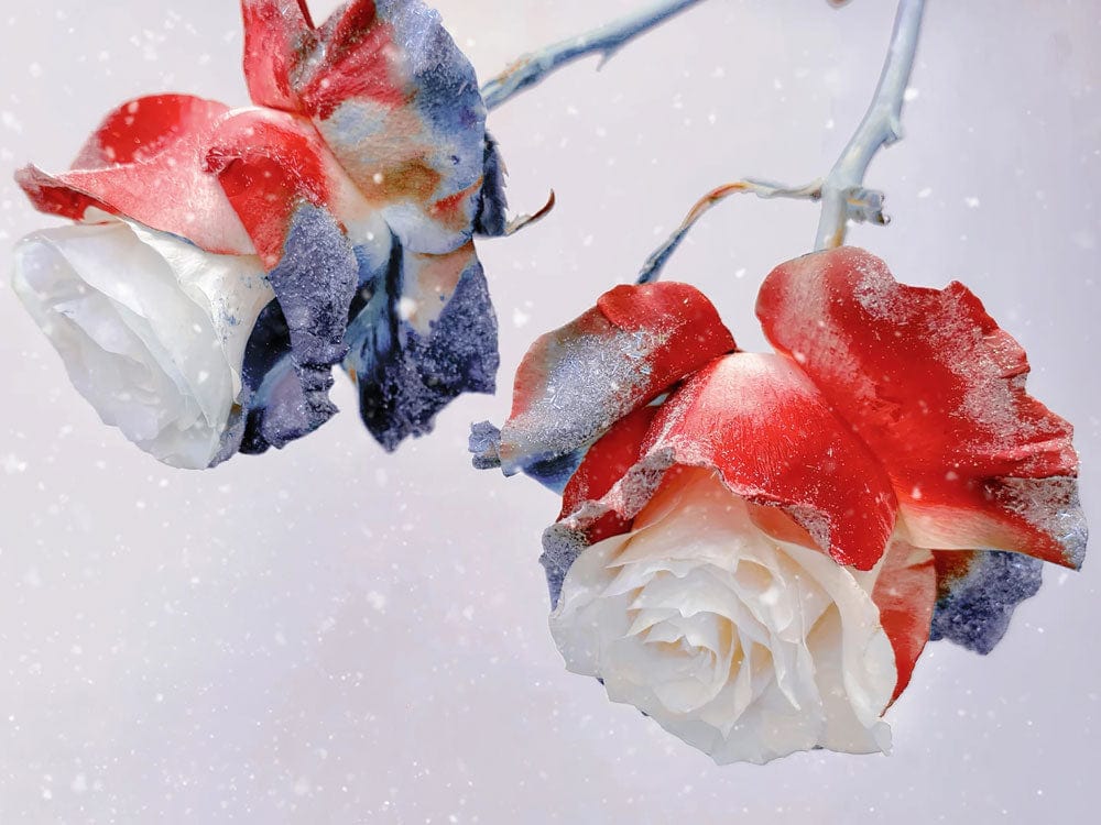 Elegant Frosted Roses Mural Wallpaper with Red Blue Floral Design