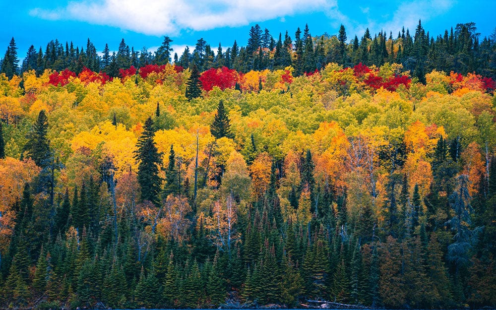 Forest When Autumn Wallpaper Mural