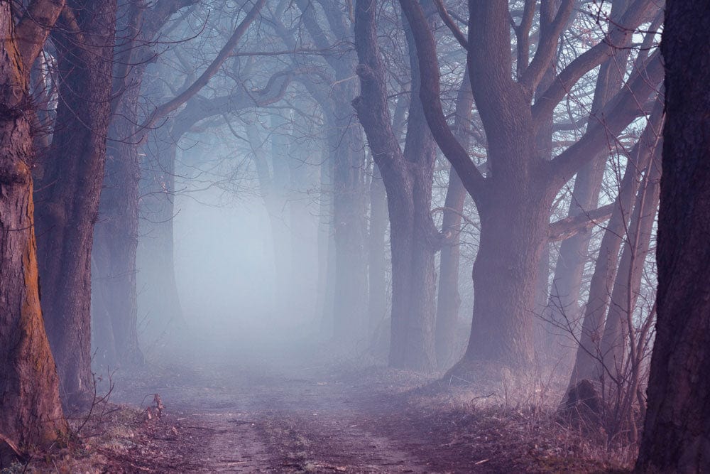 Misty Enchanted Forest Mural Wallpaper: Moody Grey Woodland Landscape Design
