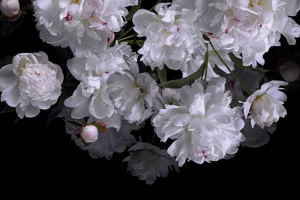 Elegant White Peony Blossom Floral Wallpaper on Dark Background Design