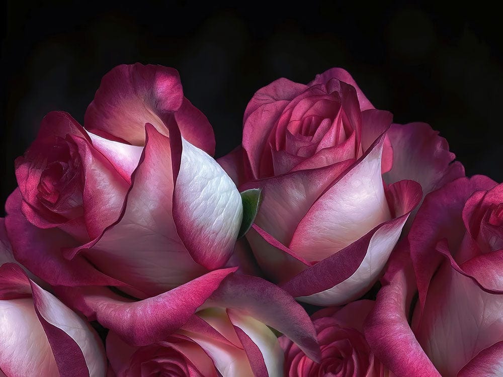 Elegant Pink Rose Bouquet Floral Mural Wallpaper for Romantic Interiors