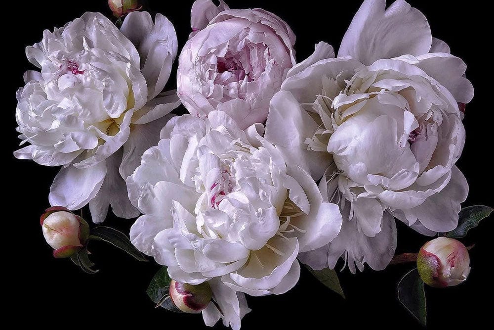 Elegant White Peony Floral Wallpaper Mural for Sophisticated Interiors Décor