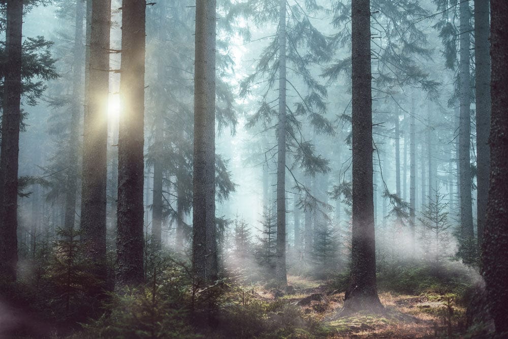 Mystical Forest Sunrise Mural Wallpaper - Soft Misty Woodland Escape