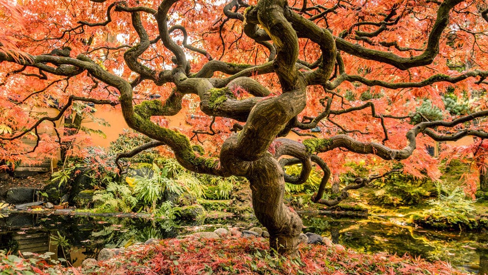 Vibrant Autumn Japanese Maple Tree Garden Mural Wallpaper Interior Decor