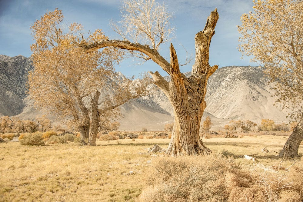 Serene Desert Landscape Wallpaper Mural in Earthy Tones for Tranquil Spaces