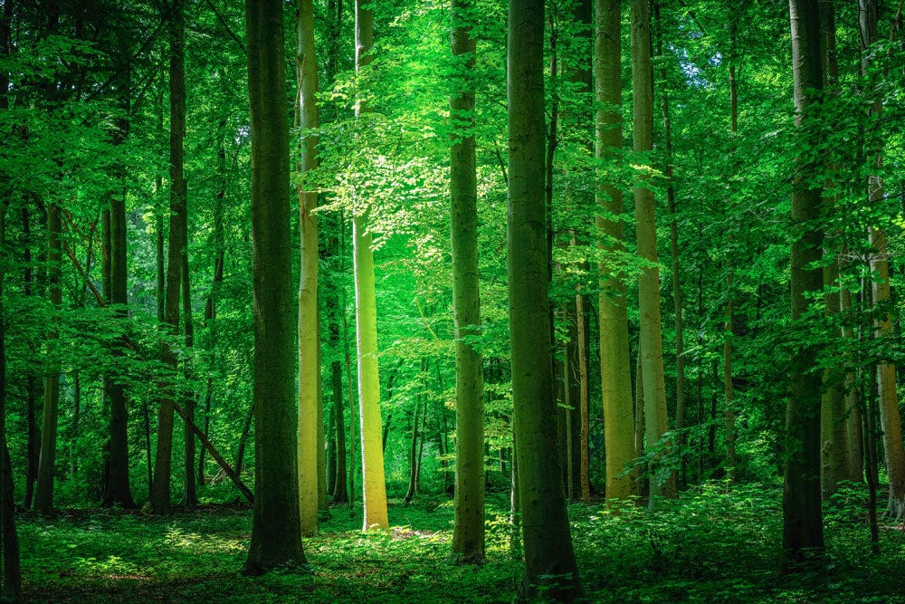 Enchanted Green Woodland Forest Mural Wallpaper for Serene Interior Ambiance