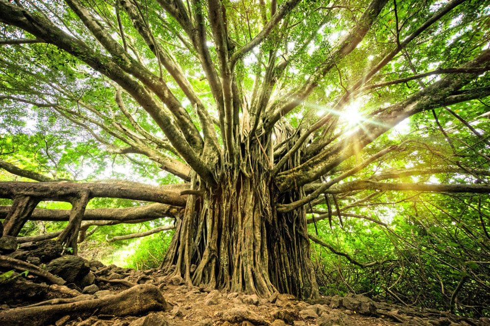 Majestic Green Forest Tree Mural Wallpaper - Nature-Inspired Tranquil Décor