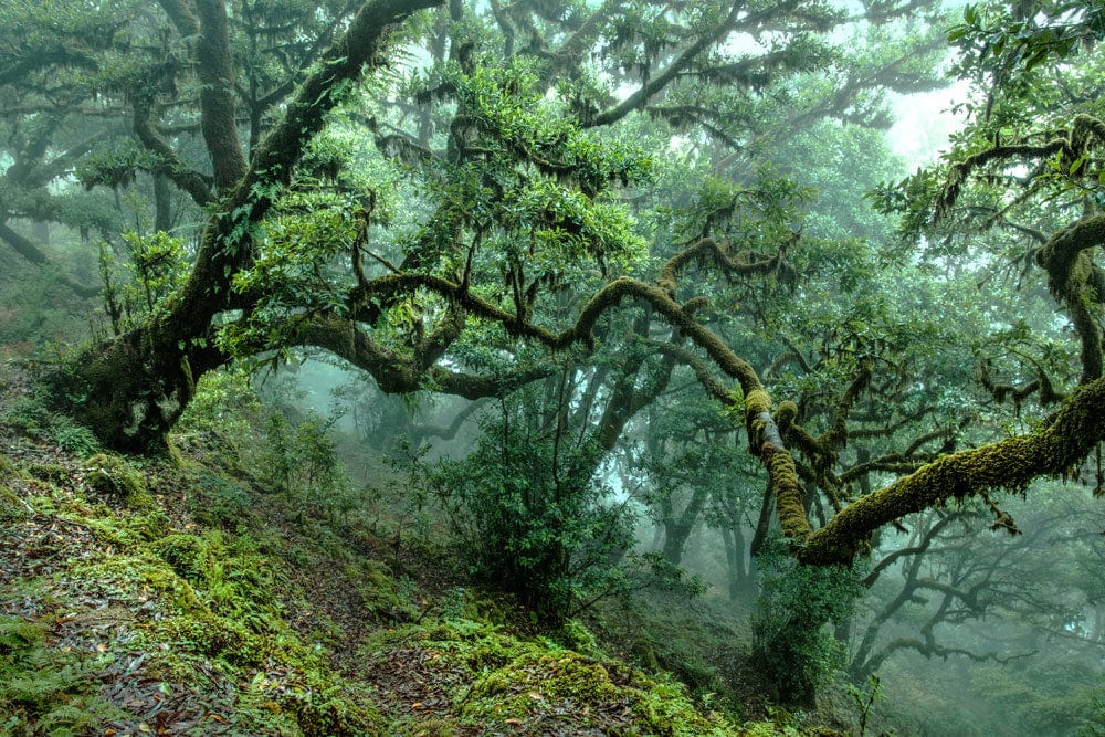 Enchanted Forest Green Mural Wallpaper: Mystical Woodland Nature Décor