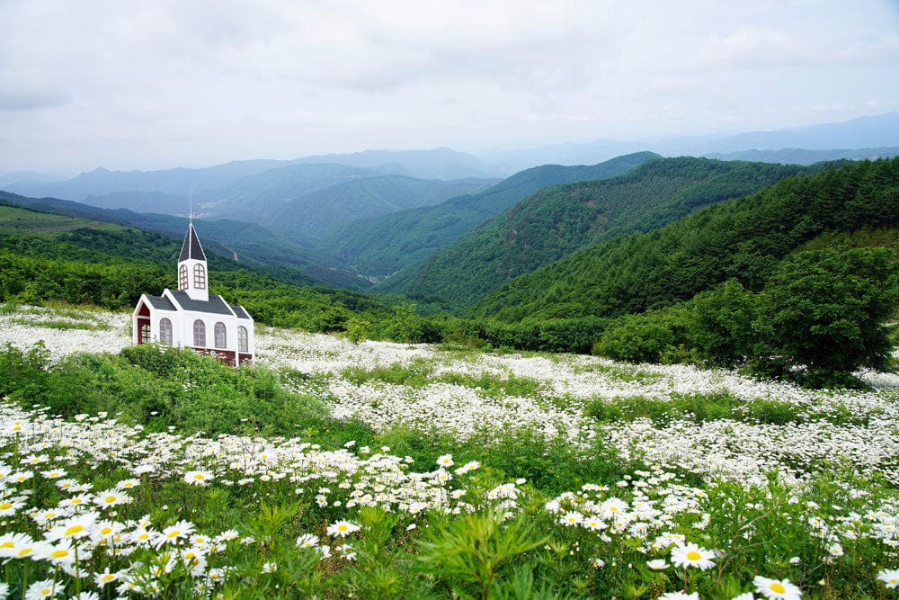 Charming Countryside Church in Blooming Meadow Mural Wallpaper - Lush Green Serenity