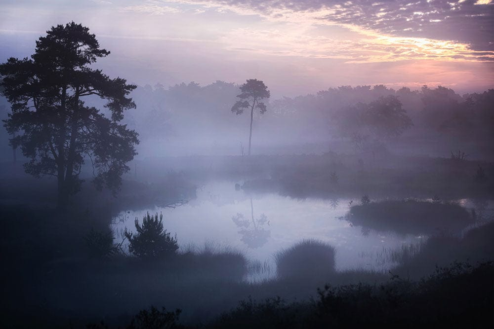 Tranquil Twilight Mist Forest Scene Wallpaper in Serene Blues and Purples