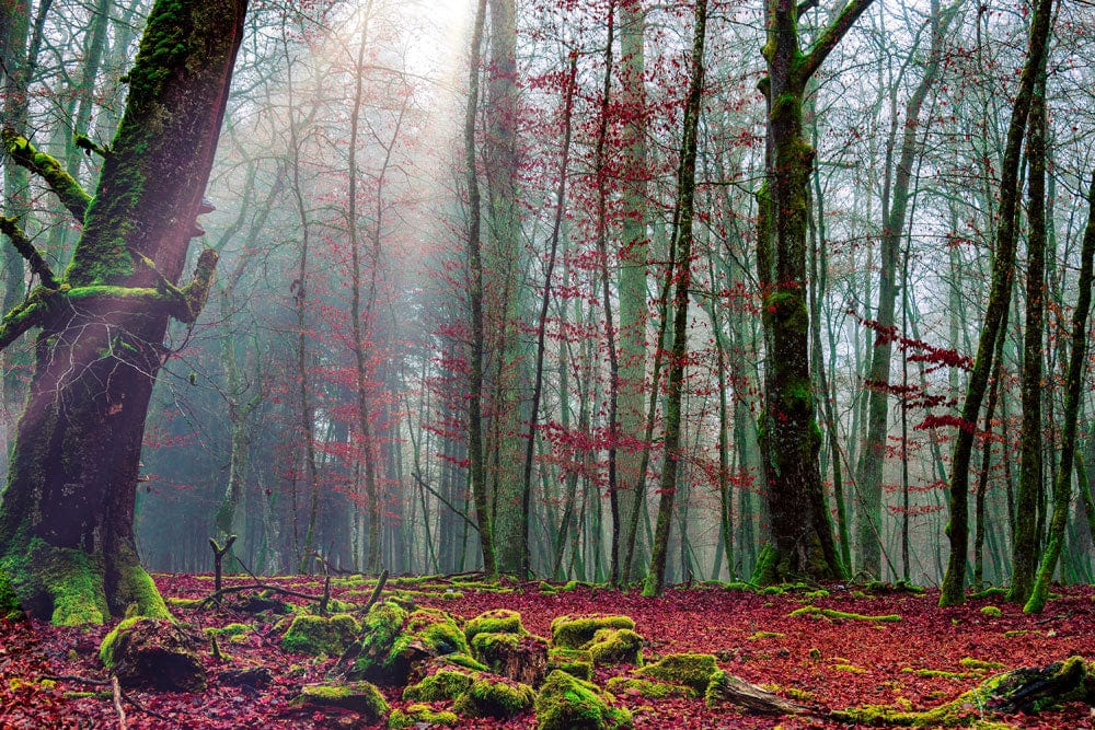 Mystical Misty Forest Mural Wallpaper with Lush Green and Red Hues