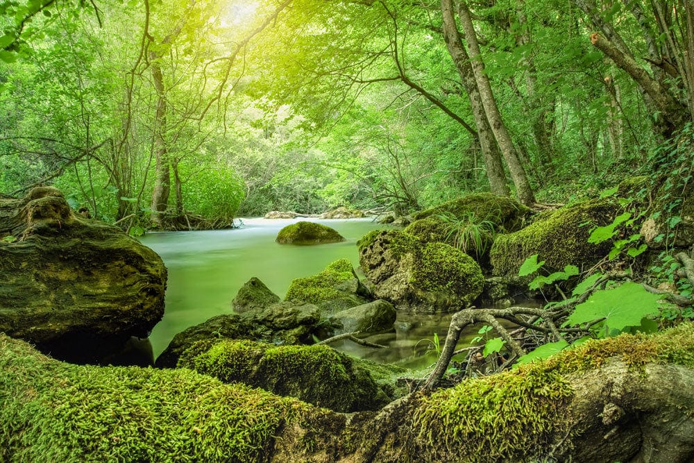 Serene Green Forest Stream Nature Mural Wallpaper for Tranquil Interiors