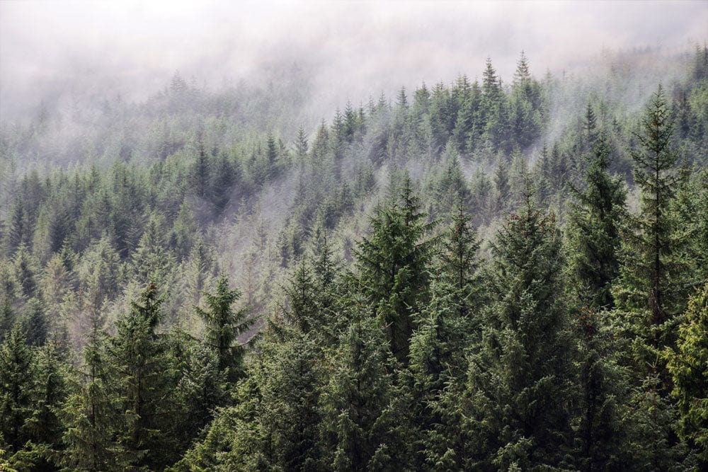 Misty Forest Green Pine Landscape Mural Wallpaper for Serene Interiors