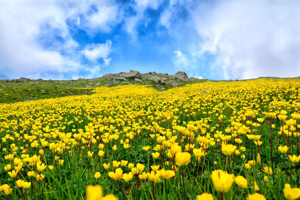 Vibrant Yellow Wildflower Meadows Mural Wallpaper - Scenic Nature Design