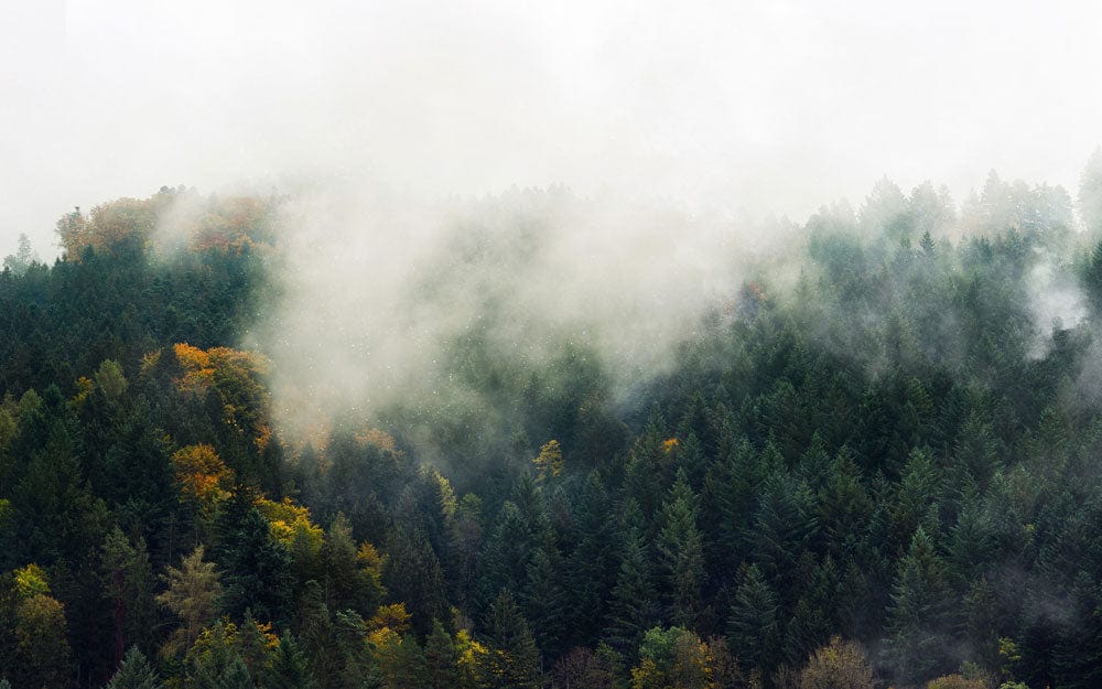 Misty Forest Green Scenic Mural Wallpaper for Tranquil Nature Decor
