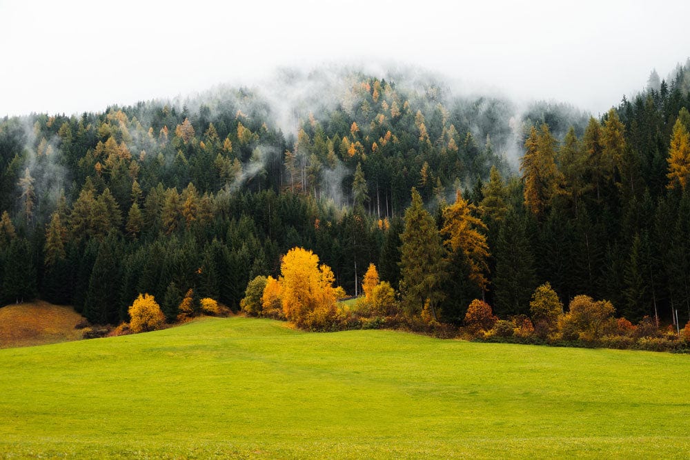 Misty Autumn Forest Mural Wallpaper - Lush Green and Golden Hues