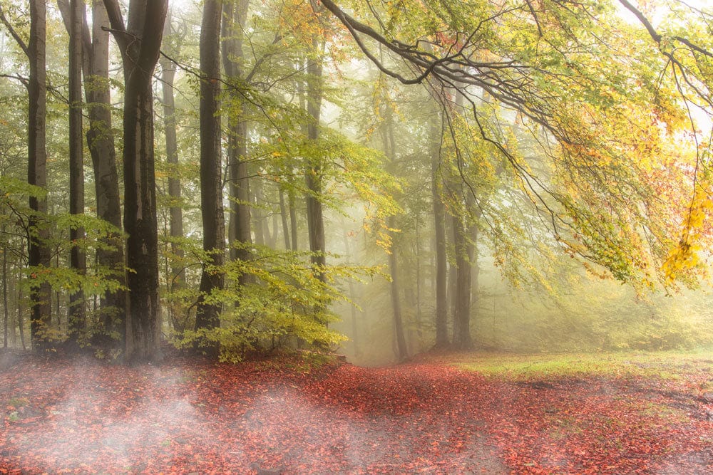 Misty Autumn Forest Mural Wallpaper, Serene Woodlands in Soft Greens and Reds