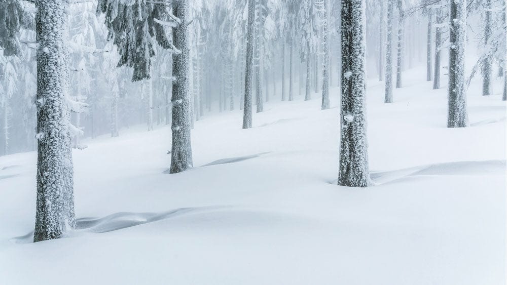 Snowy Winter Forest Mural Wallpaper in Serene White and Grey Tones