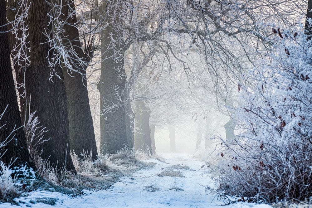 Winter Frost Enchanted Forest Mural Wallpaper - Serene Scenic White Wonderland