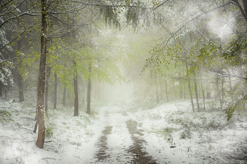 Enchanted Winter Forest Scene Mural Wallpaper in Misty Green Tones