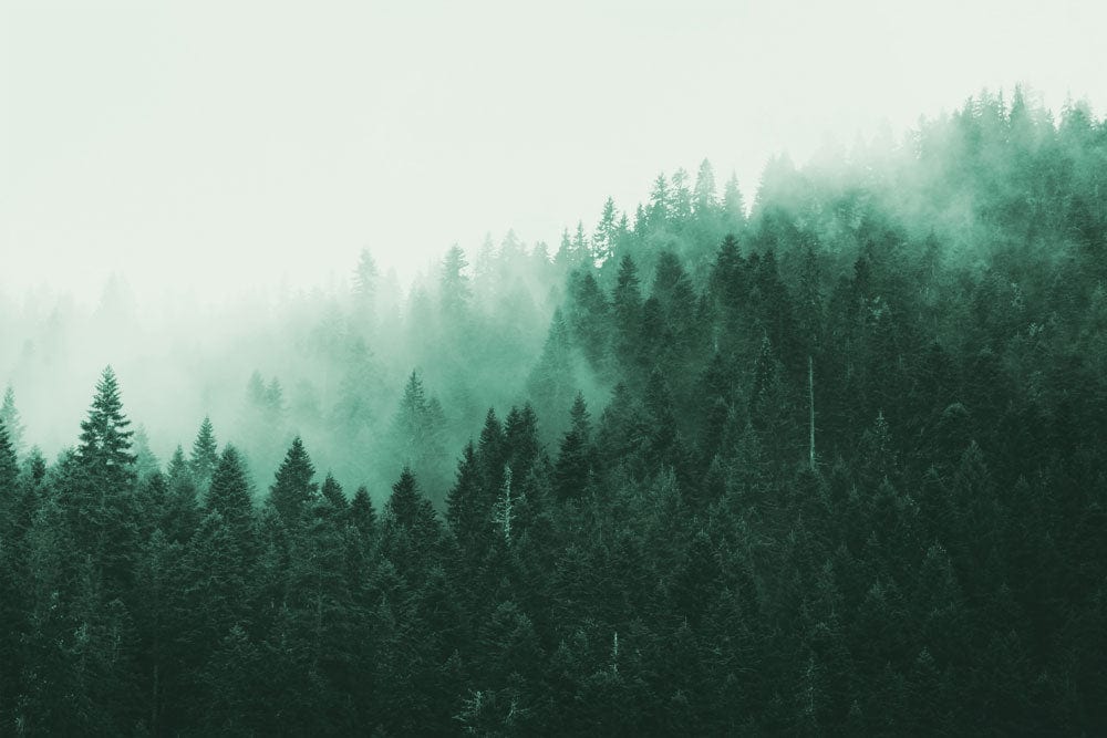 Emerald Mist Forest Landscape Mural Wallpaper - Serene Nature Décor