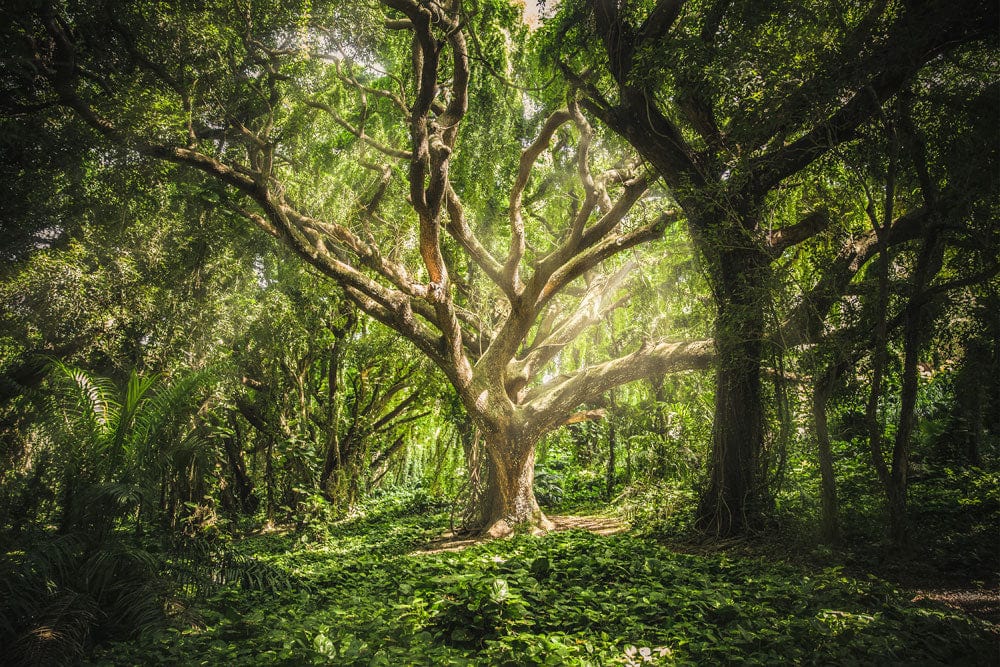 Enchanting Forest Green Tree Mural Wallpaper - Nature Inspired Room Decor