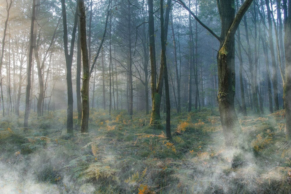 Enchanted Misty Woodland Forest Mural Wallpaper - Serene Green Dreamscape