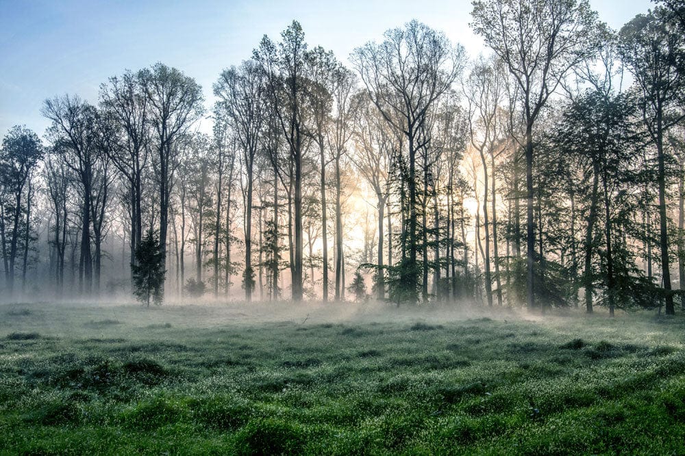 Misty Woodland Sunrise Scenic Mural Wallpaper - Serene Forest Greenery