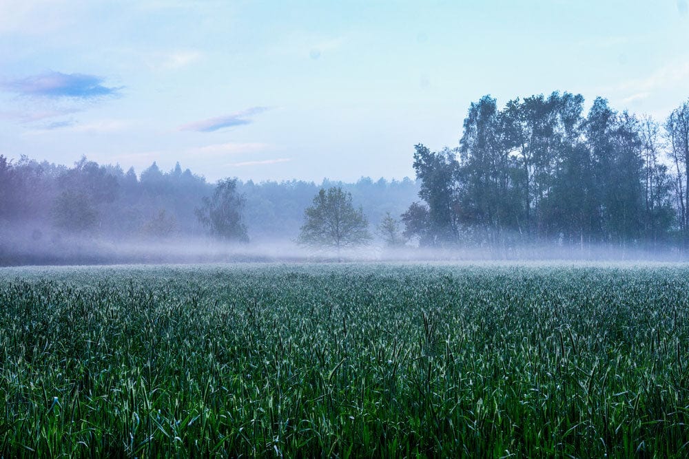 Serene Misty Forest Landscape Wallpaper - Tranquil Green Nature Design