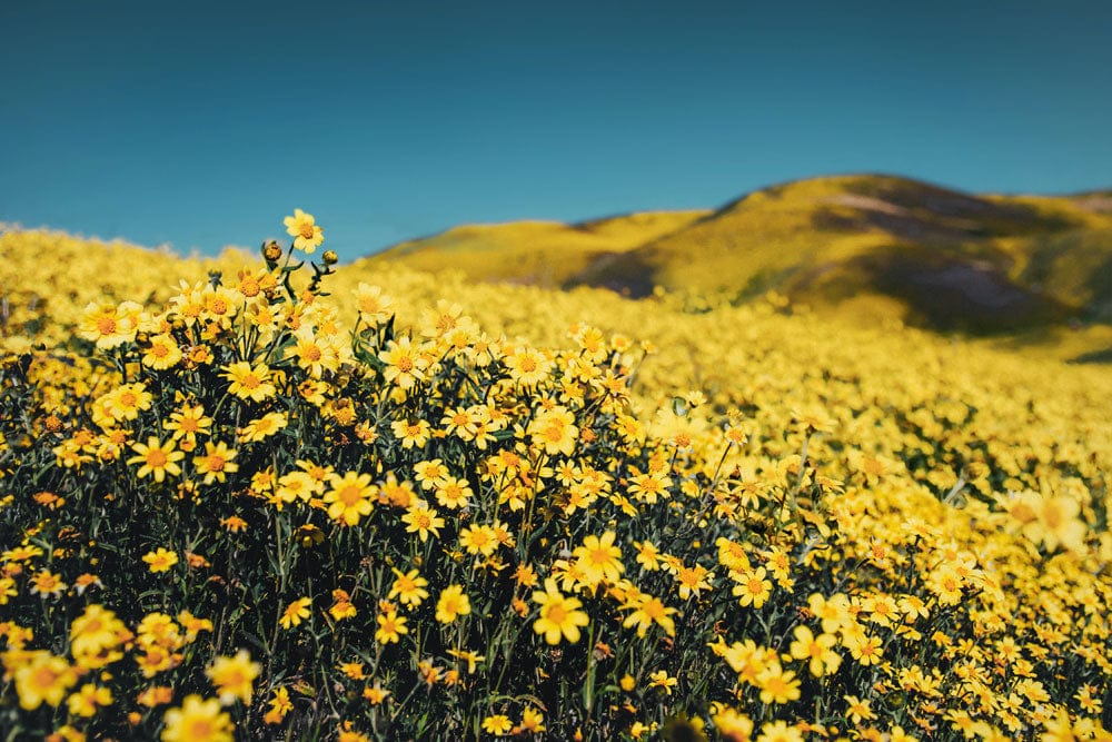 Golden Daisy Field Landscape Mural Wallpaper - Vibrant Nature Wall Décor